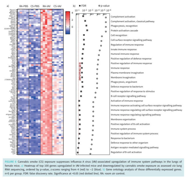 Heatmap and gene-ontology plot showing cannabis smoke suppressing influenza A–associated immune pathway upregulation in mouse lungs.